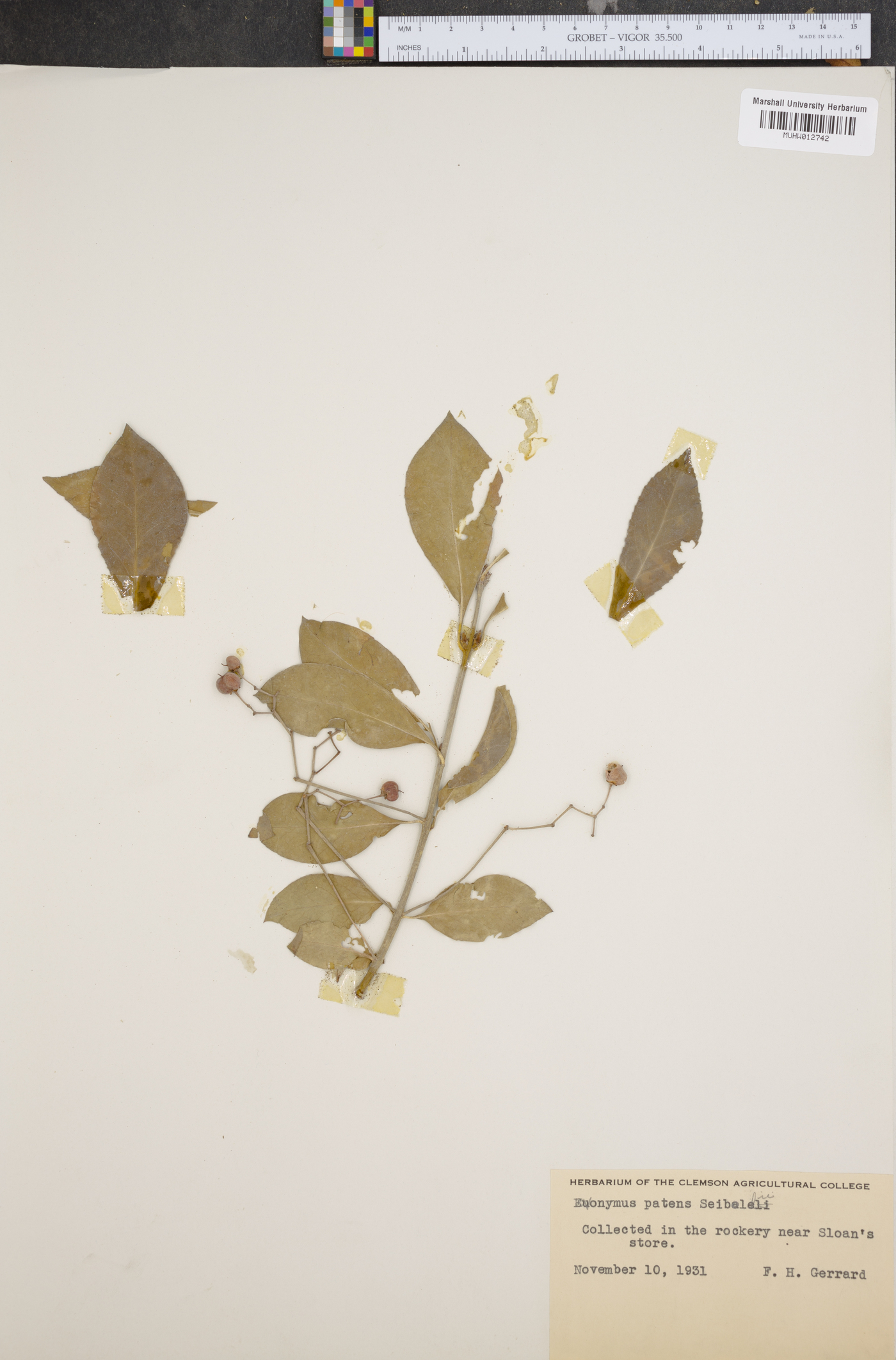 Euonymus patens image