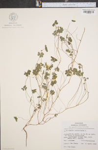 Oxalis corniculata image