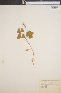 Oxalis grandis image