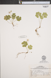 Oxalis montana image