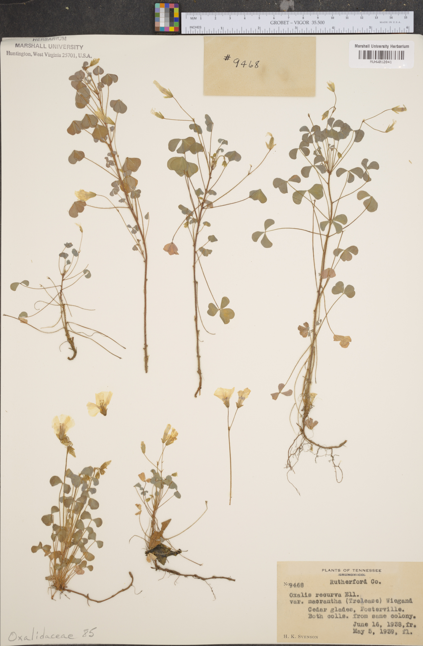 Oxalis florida image
