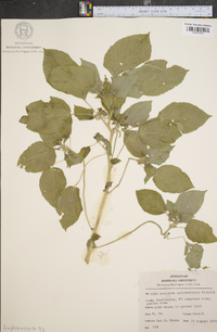 Acalypha ostryifolia image