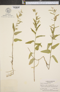 Tragia urticifolia image