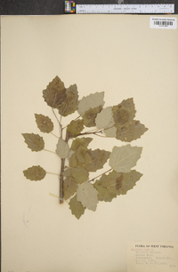 Populus alba image