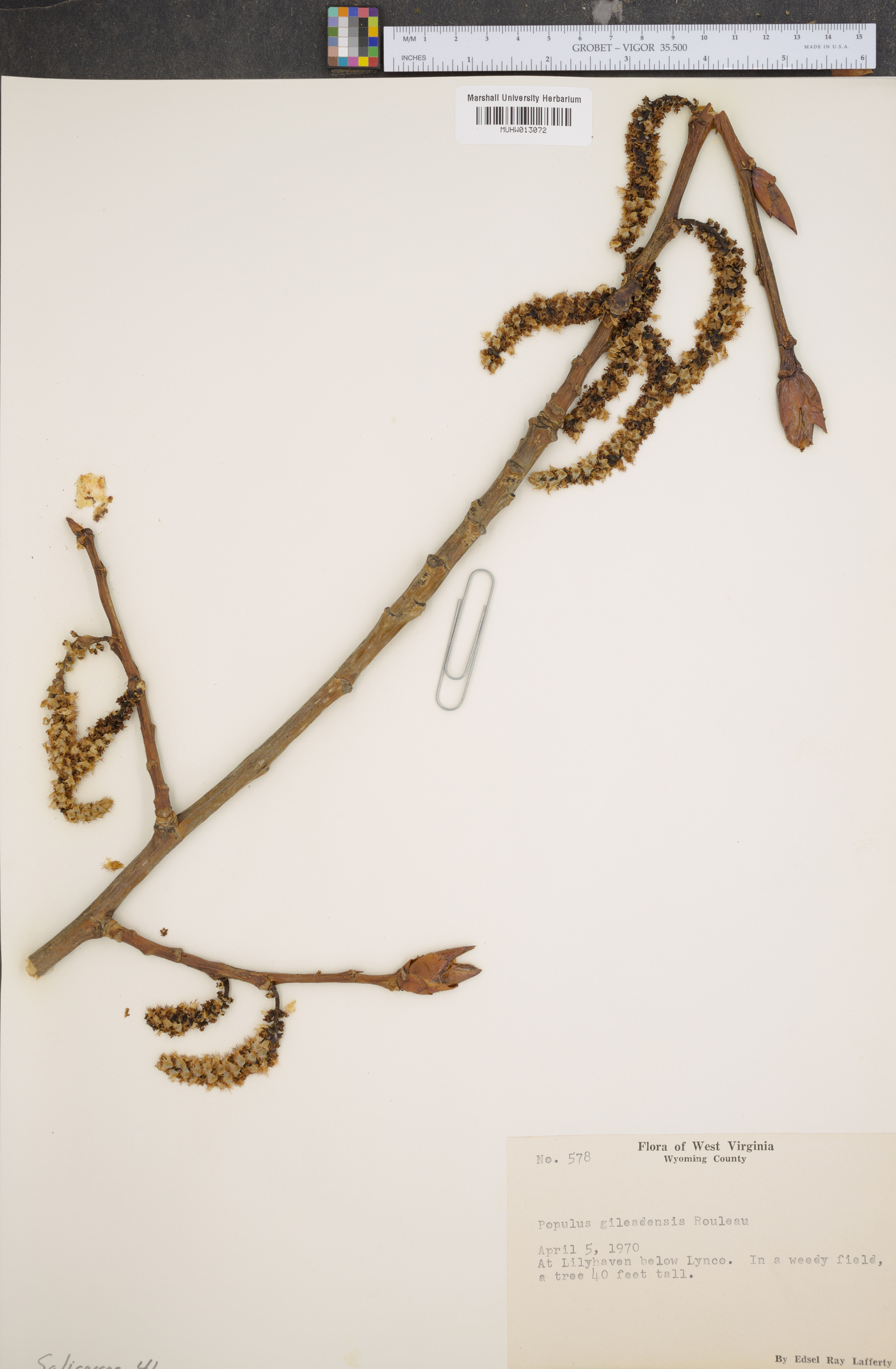 Populus x gileadensis image