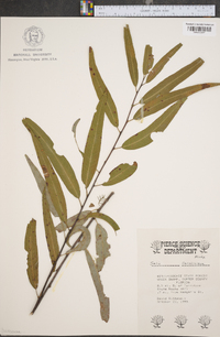 Salix longipes image