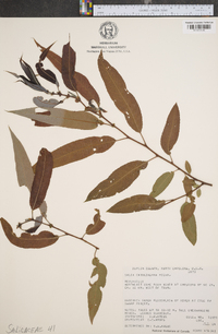 Salix longipes image