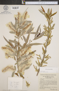 Salix longipes image