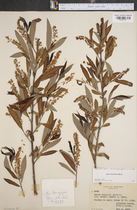 Salix longipes image