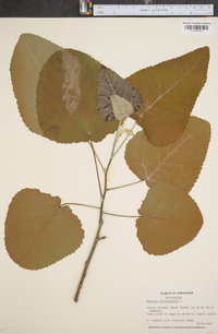 Populus heterophylla image