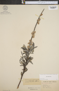 Salix tristis image