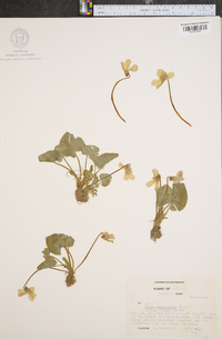 Viola cucullata image