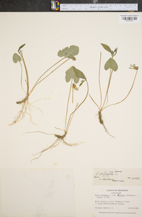 Viola palmata image