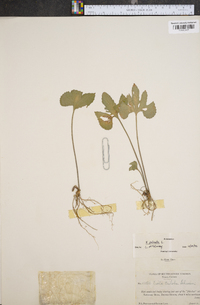 Viola palmata image