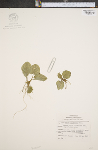 Viola rotundifolia image