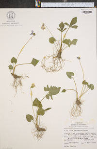 Viola septemloba image