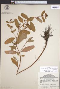 Triadenum walteri image