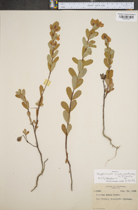 Hypericum crux-andreae image