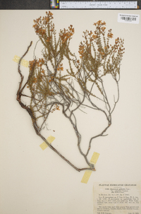 Hypericum galioides image