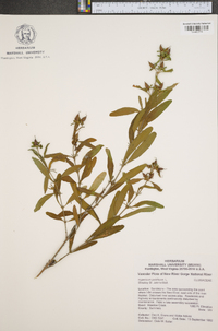 Hypericum prolificum image