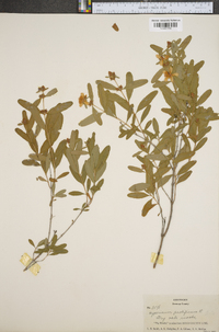 Hypericum prolificum image