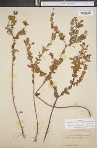 Hypericum tetrapetalum image