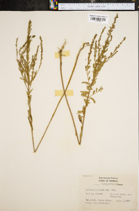 Lythrum lanceolatum image