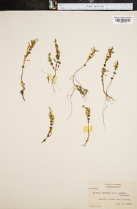 Rotala ramosior image