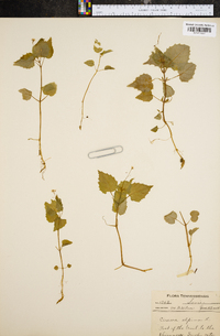 Circaea alpina image