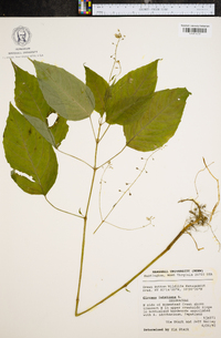 Circaea canadensis image