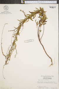 Oenothera simulans image