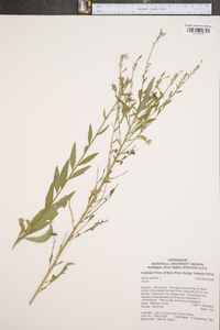 Oenothera gaura image