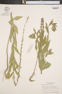 Oenothera curtiflora image