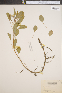 Ludwigia peploides subsp. glabrescens image