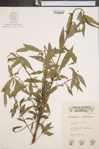 Ludwigia octovalvis image