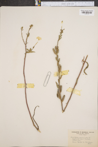 Oenothera parviflora image