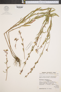 Oenothera perennis image