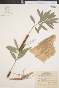 Melaleuca quinquenervia image