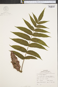 Rhus typhina image