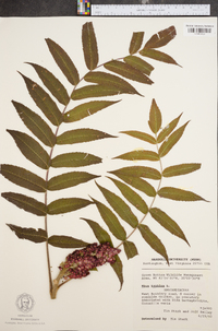 Rhus typhina image
