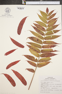 Rhus typhina image