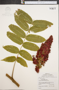 Rhus typhina image