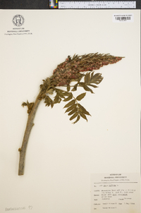 Rhus typhina image