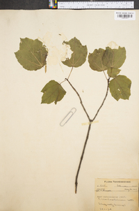 Acer carolinianum image