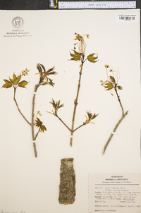 Acer nigrum image