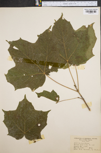 Acer nigrum image