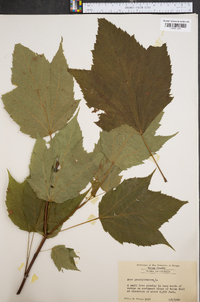 Acer pensylvanicum image