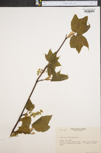 Acer pensylvanicum image