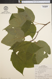 Acer pensylvanicum image