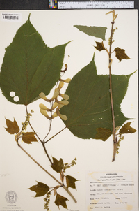 Acer pensylvanicum image